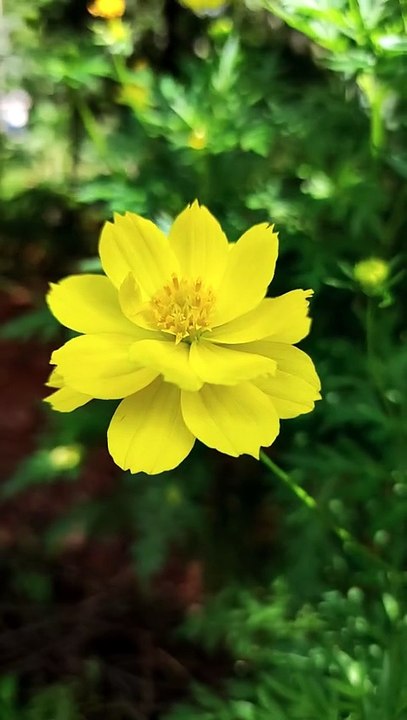 Sulphur Cosmos