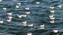 Seagull Flock on Ocean Waves