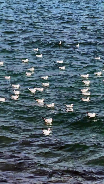 Seagull Flock on Ocean Waves