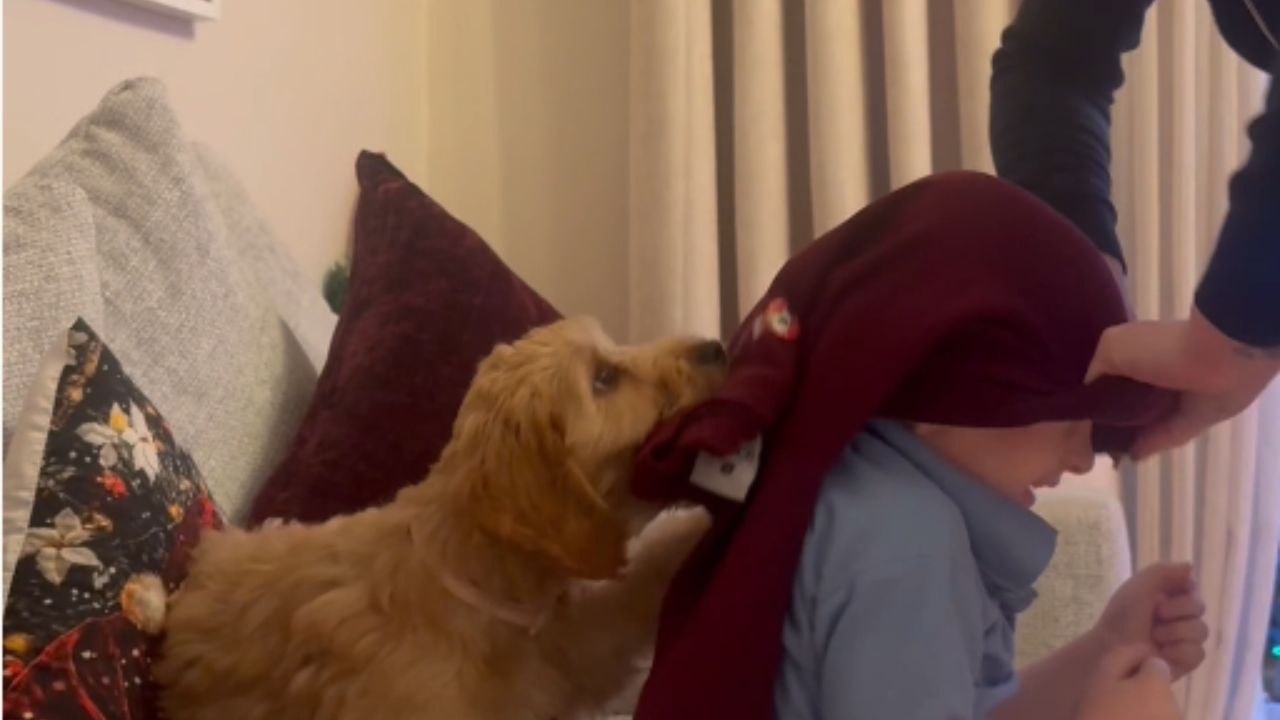 Puppy gives it her all to stop her bestie from going to school and leaving her behind