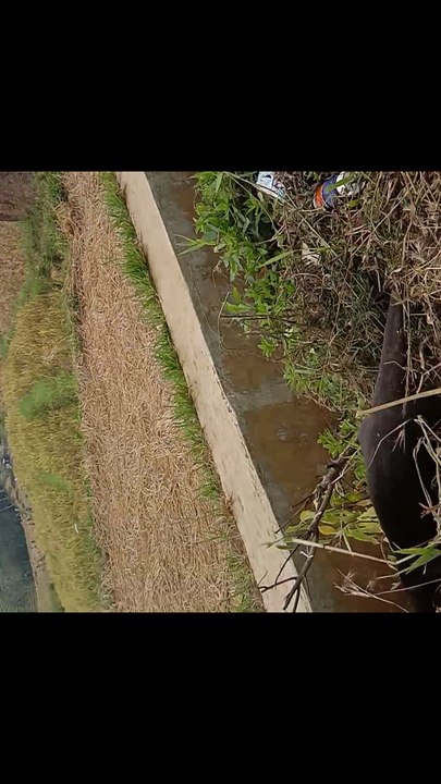 Cute Friendly Otter Playing Like a Little Kid 🦦❤️
