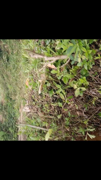 This adorable tame otter loves to play and act like a little kid! Watch how friendly and funny this smart animal can be. Otters are one of the cutest animals in the world and their playful behavior will make your day better.