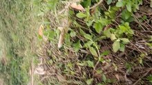 This adorable tame otter loves to play and act like a little kid! Watch how friendly and funny this smart animal can be. Otters are one of the cutest animals in the world and their playful behavior will make your day better.