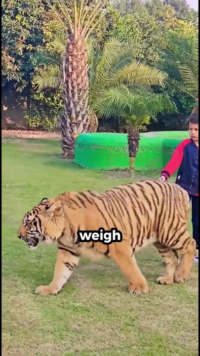 The Biggest Cat Ever to Walk the Earth 💀 Siberian Tiger #facts #animals #shorts #viral