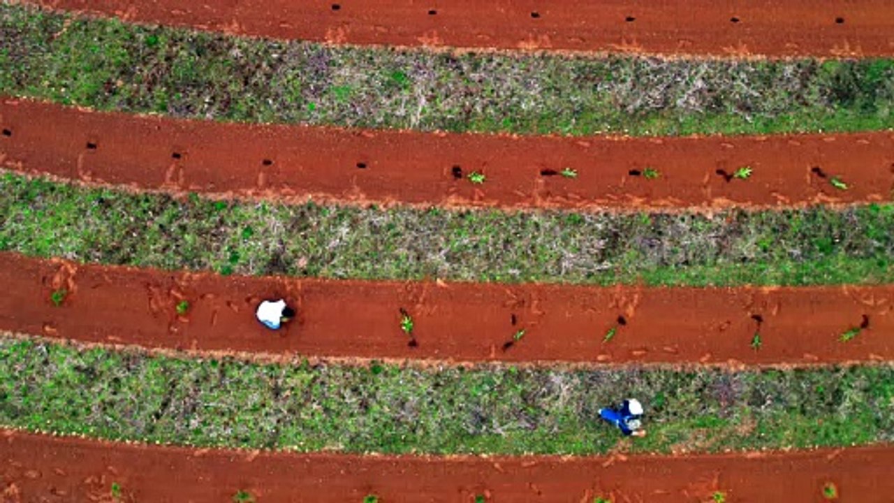 Steadfast 2025 planting  3