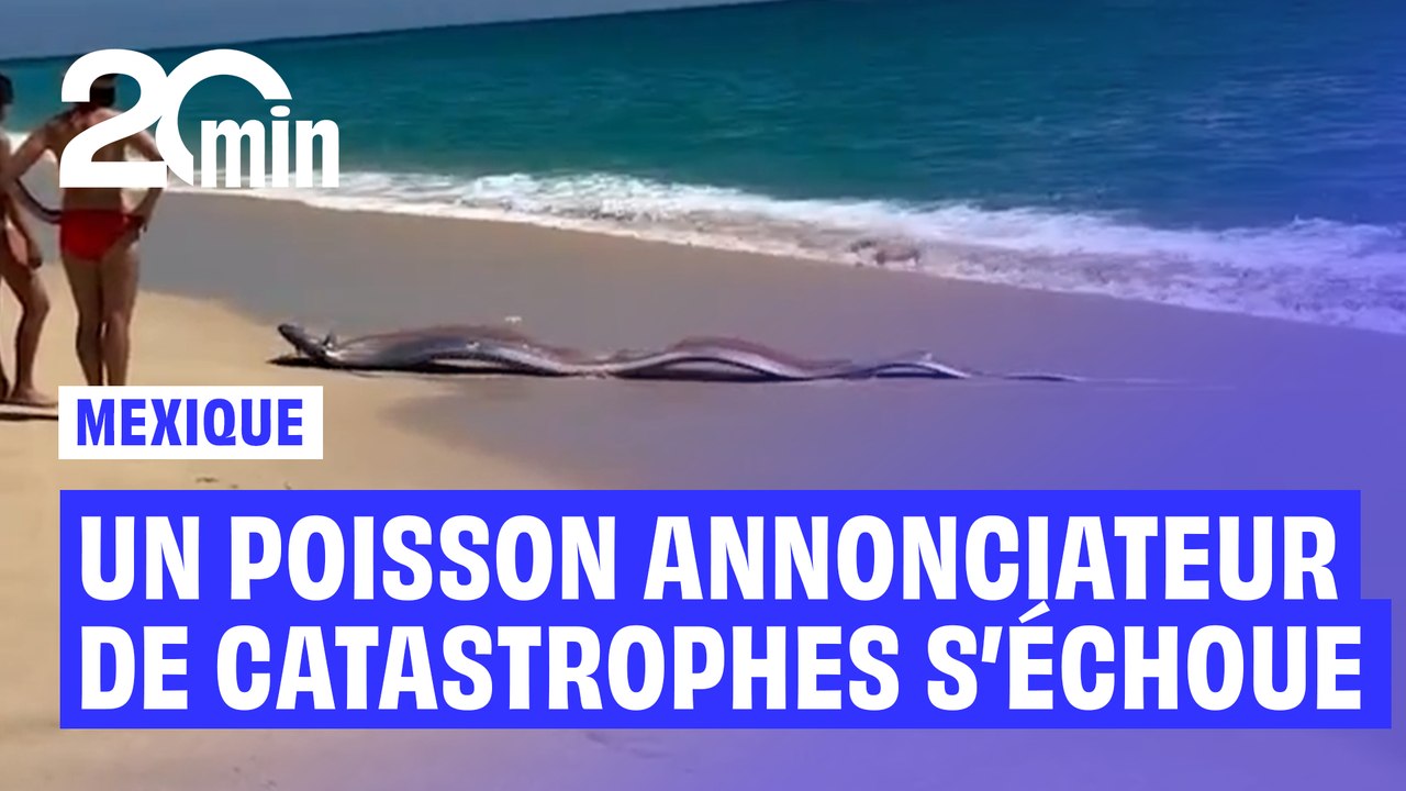 Mexique : un poisson annonciateur de catastrophes naturelles aperçu sur une plage
