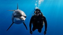 Dolphin Saves Diver from Shark