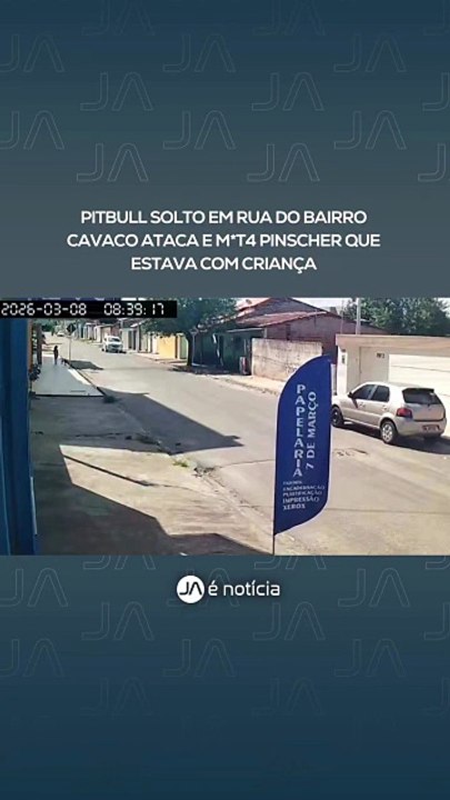 Pinscher morre após ser atacado por Pitbull solto em rua de Arapiraca