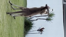 Kangaroos fighting