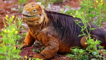 Les Iguanes des Galápagos  Dragons des Îles Perdu