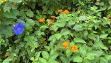 Blue morning glory with lantana camara