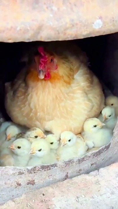 Mother Hen’s Love – Protecting Her Baby Chicks