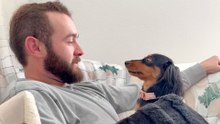 Very Awkward Dachshund Has All Eyes On Dad