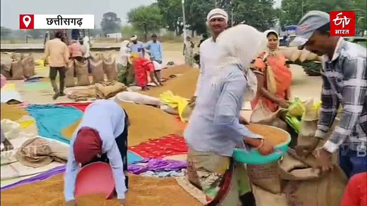धमतरी में चना खरीदी 31 मई तक, अब तक 5 हजार मीट्रिक टन चना का पंजीयन