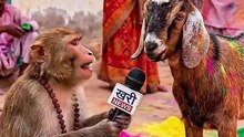 bandar aur bakri ki kahani monkey and goat story jungle story moral story funny animal story kids story hindi kahani animal cartoon story kids moral story funny jungle animals story for kids monkey story goat story viral animal story kids cartoon story