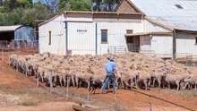 Landmark Kapunda farm off to auction.