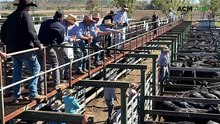 Dulverton Angus blood steers at Glen Innes