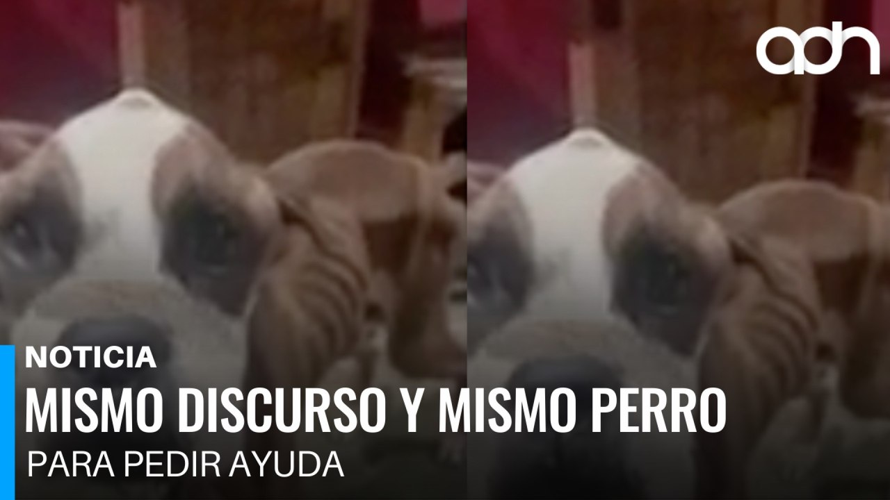 Intentó rescatar a un perrito desnutrido y cayó en una cruel estafa