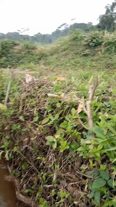 Cute Friendly Otter Playing Like a Little Kid 🦦❤️