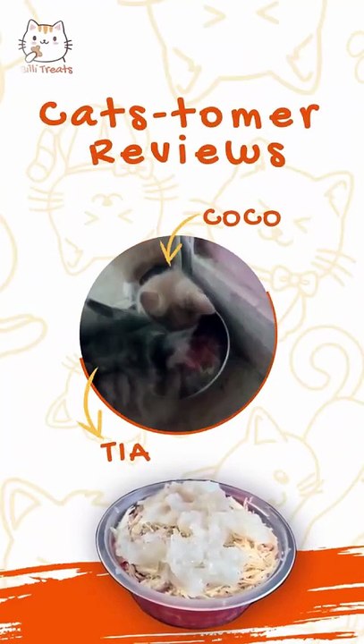 Karachi Cats Taste Test Billi Treats – Is It the Best Wet Cat Food Option?