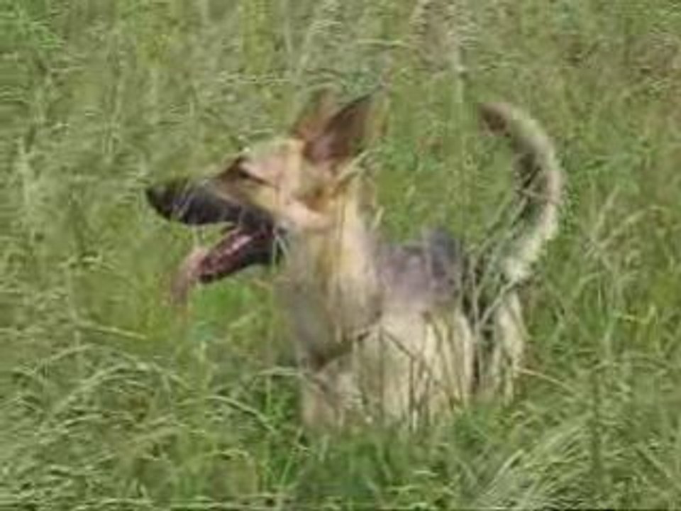 Celta - Mai 2008
