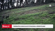 Tekirdağ'da karacalar fotokapanla görüntülendi