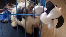 Shih tzu playing with its doll