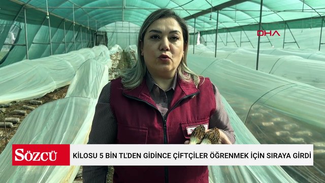 Kilosu 5 bin TL'den kapış kapış gidince çiftçiler öğrenmek için sıraya girdi