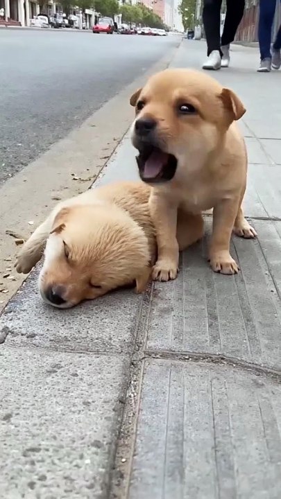 Kindness for animals