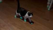 Cat creates a glowing spectacle by stylishly walking with laser bands on each paw
