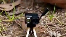 Back-Mounted Camera on a Spider Exploring Its Colony”