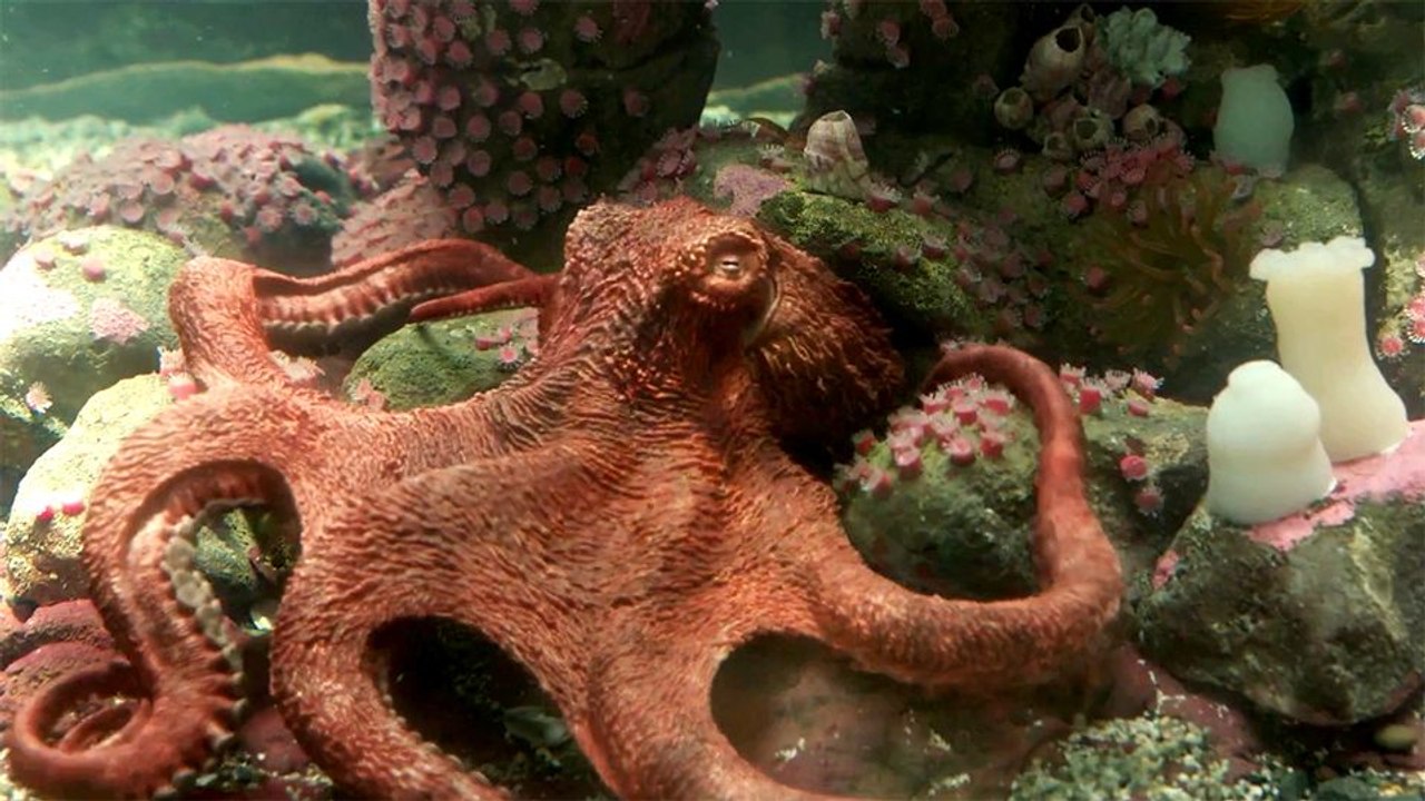 Das Glück hat acht Arme Teaser DF