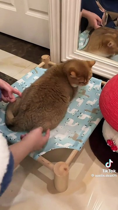 Hintern masage für Katzen