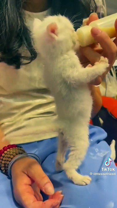 Fütterung der raubtiere