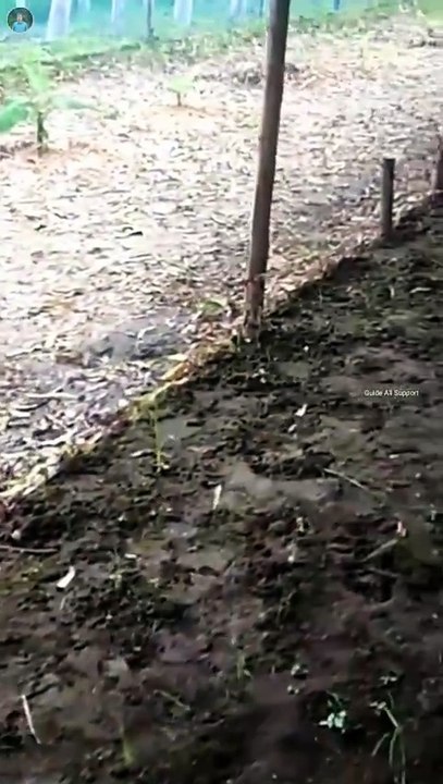 Poultry form kitne chicks ka banana chahie | poultry farm business plan | low cost desi poultry farm