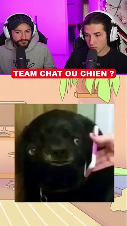 Team chien ou chat ?!