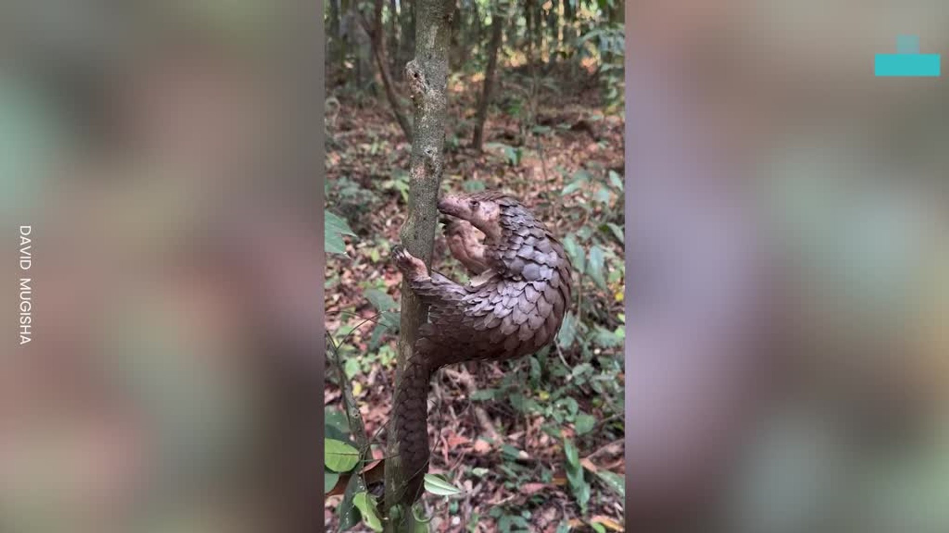 ⁣Endangered Pangolin Enjoying a Snack