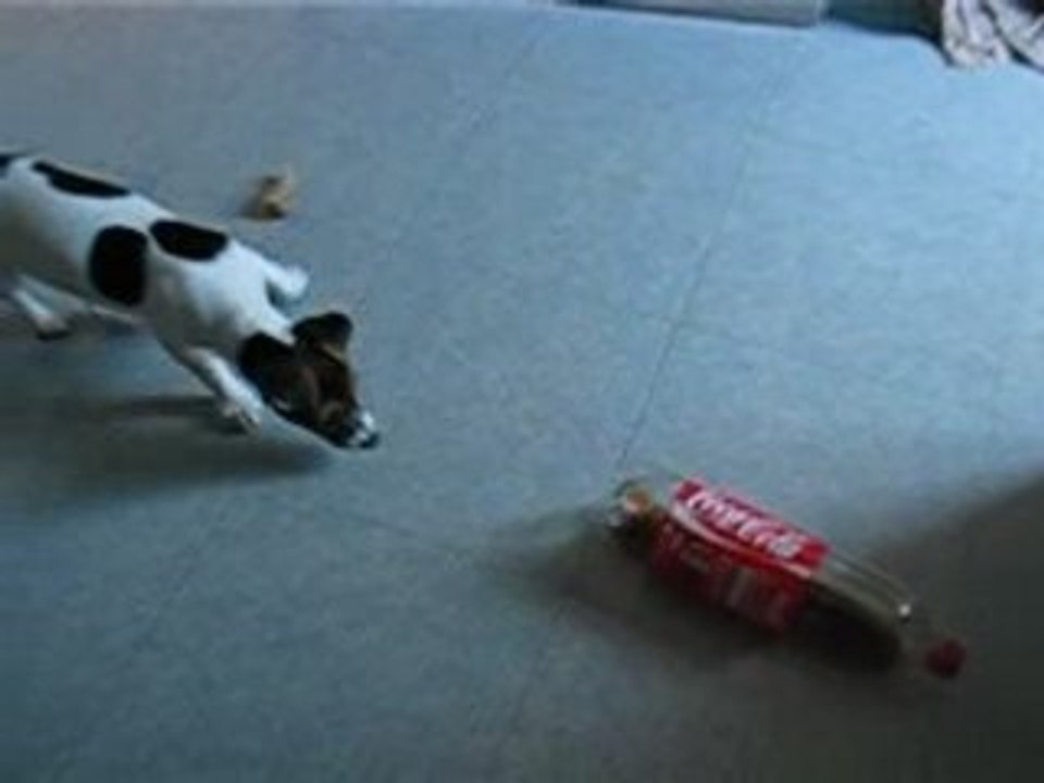 Daïa VS bouteille de coca!