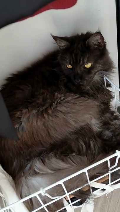 Do Your Cats Sleep Like This Too?! 😹🧘‍♂️#cat #funny #shorts