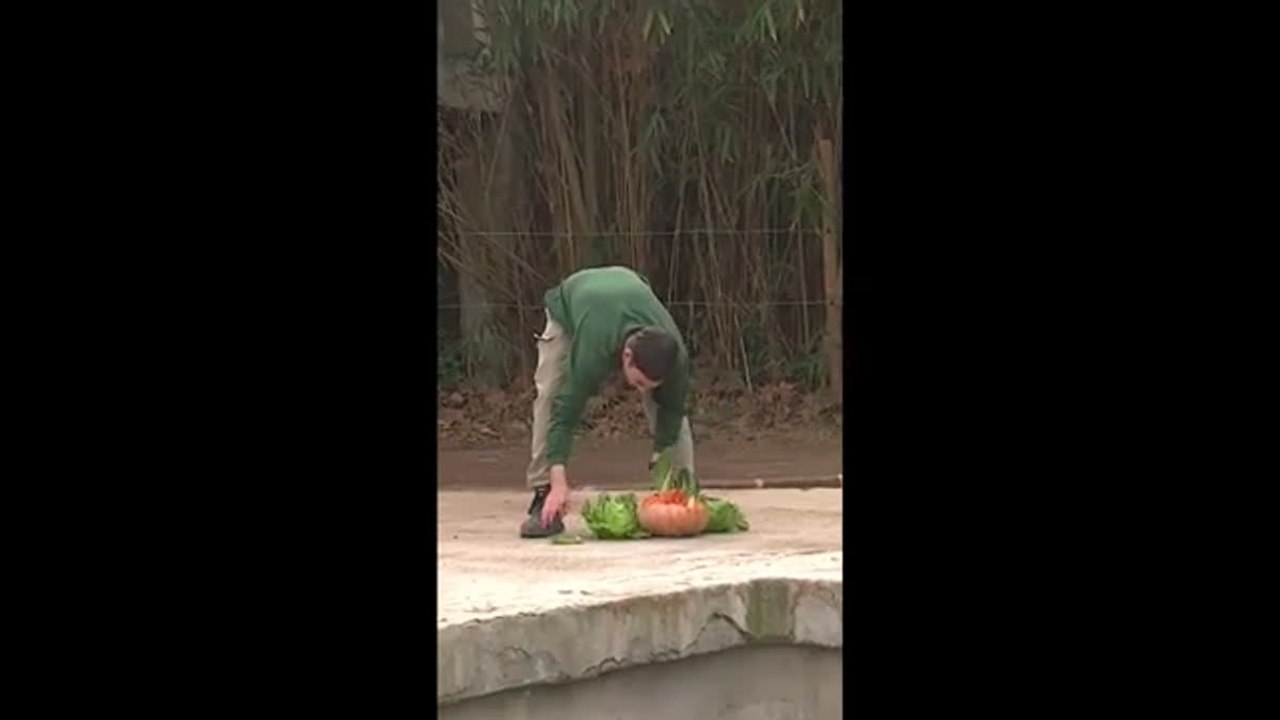 Bioparco di Roma: l'ippopotamo Mimì festeggia 46 anni con una torta di carote, zucca e lattuga