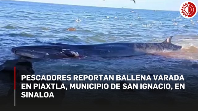 Ballena varada en estero de San Ignacio, Sinaloa; sufre lesiones por golpes contra rocas