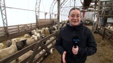 Production ovine : un parasite invisible qui inquiète 