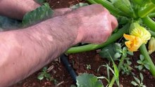 How to harvest zucchini?