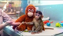 Abandoned Baby Monkey Hugs a Doll Instead of His Mother… His Story Broke the World’s Heart