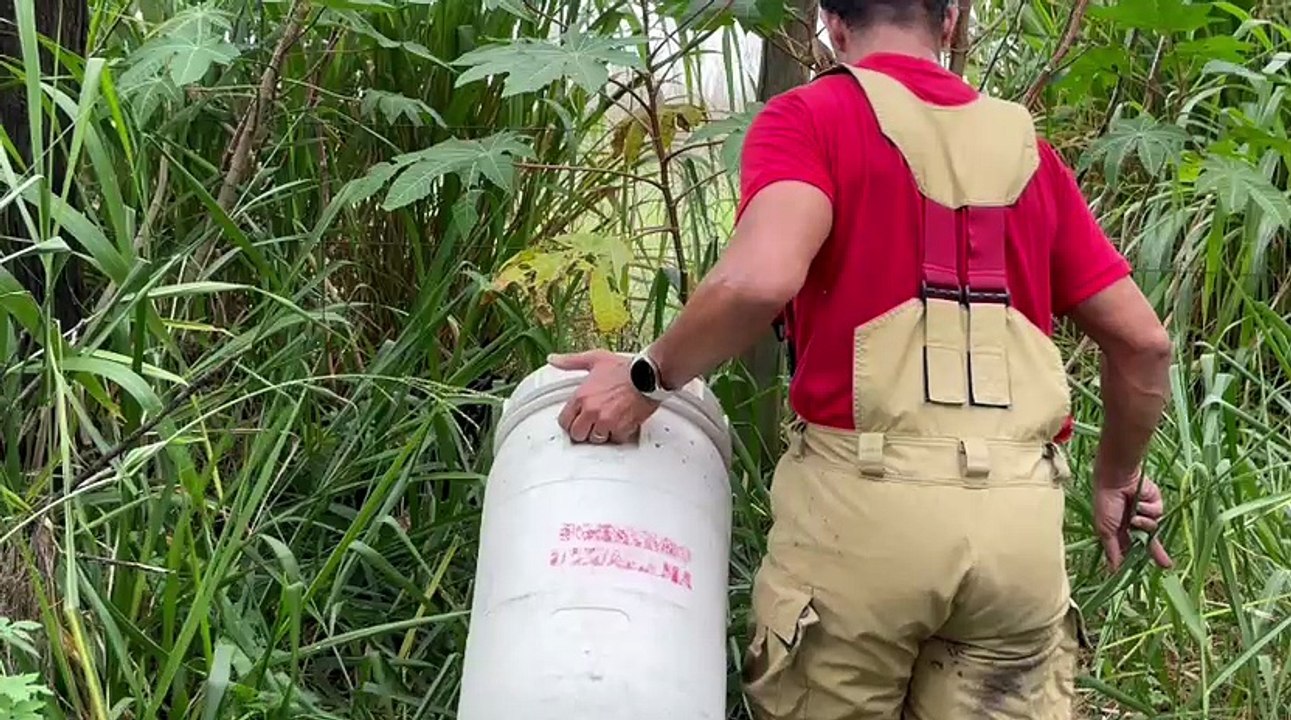 Bombeiros resgatam filhote de gambá no centro de Umuarama e o soltam na natureza; vídeo