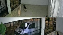 Cachorro ingere veneno jogado por vizinho