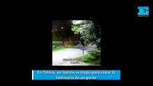 "Tolosa es una selva": un ladrón se trepó como mono para robar la luminaria de un poste