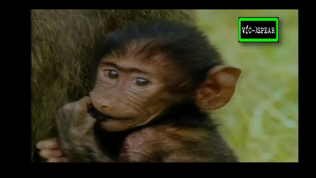 Bebés de la Naturaleza: Mandriles, Lémures y Orangutanes - Documental (1997) E. Latino *Pepe Lavat