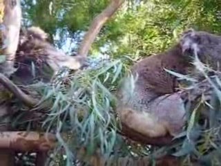 les koalas