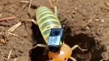 Inside the Termite Colony: Real POV Micro-Camera Experiment